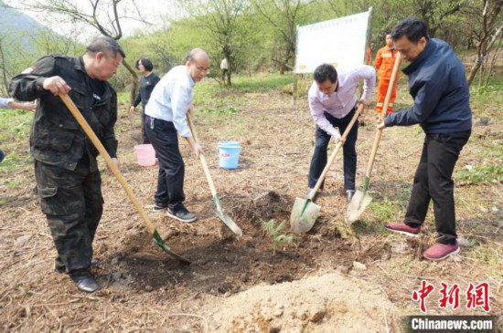 3月31日，科研人员正在栽种资源冷杉苗木。　欧惠兰 摄