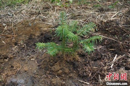 3月31日，刚栽种好的资源冷杉幼苗。　欧惠兰 摄