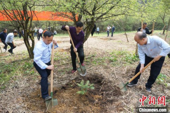 3月31日，科研人员正在栽种资源冷杉苗木。　欧惠兰 摄