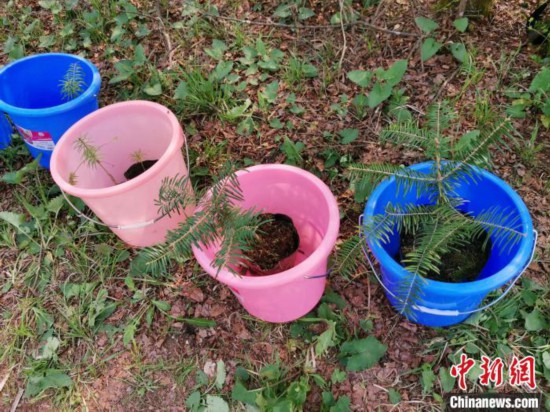 3月31日，等待移植的资源冷杉幼苗。　欧惠兰 摄