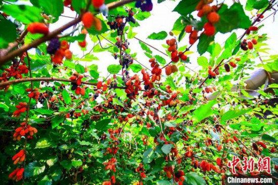 &ldquo;新疆第一春&rdquo;大棚桑葚成熟引游客争相采摘