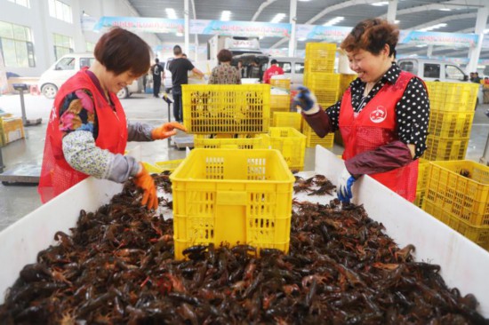 中国小龙虾交易中心内正在分拣小龙虾的工作人员
