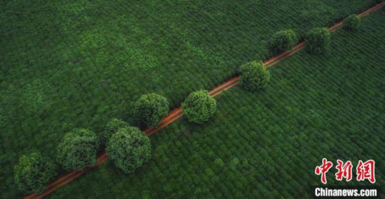 贵州茶如何在中国C位&ldquo;出圈&rdquo;？