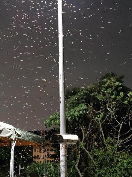 大雨的预兆台民众盼雨却盼来白蚁成灾
