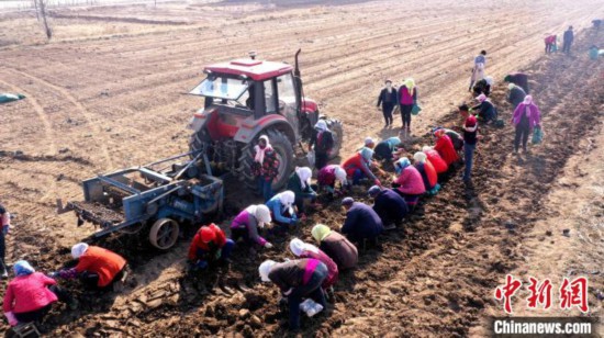 六盘山上药香飘宁夏中药材走俏海外市场