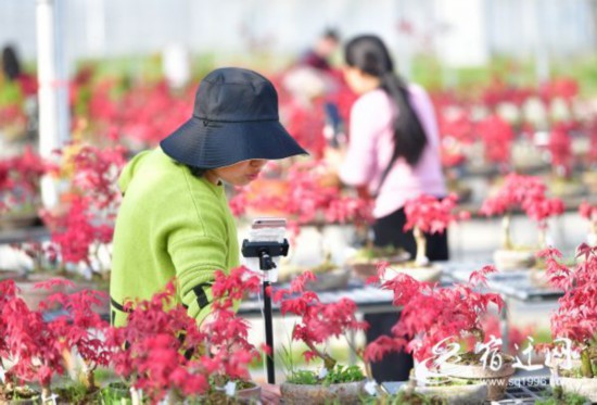 花木之乡播出&ldquo;金&rdquo;彩（全媒体稿件）(1370279)-20210518084536