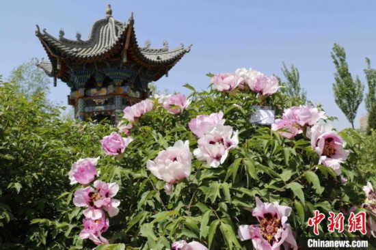 图为甘肃临夏牡丹。(资料图) 临夏市委宣传部供图