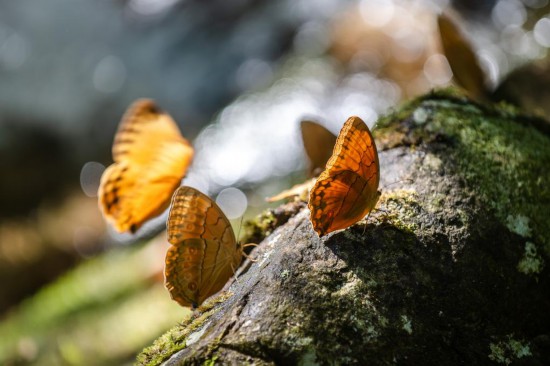 2021年5月20日，云南金平，在中国·红河蝴蝶谷拍摄的箭环蝶。（新华社记者胡超 摄）