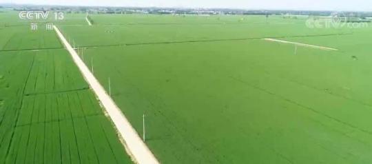 全国夏粮丰收在望 西南地区小麦收获已超八成