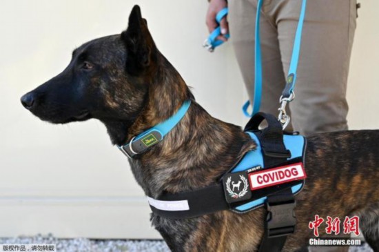 资料图:意大利正在接受训练的新冠嗅探犬。