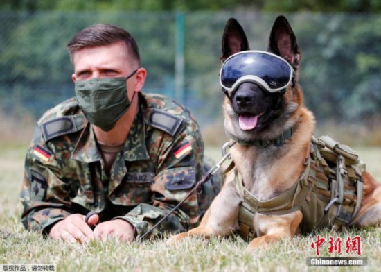 当地时间2020年7月24日,德国Daun,德国训练军犬嗅检新冠病毒感染者,狗狗戴着防晒和防尘墨镜亮相。