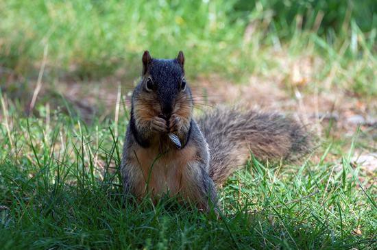 一只松鼠在吃蝉
