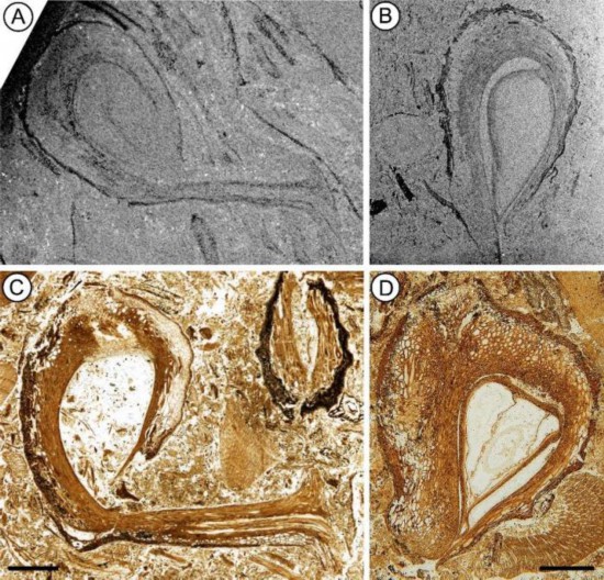 内蒙古早白垩世硅化的盔籽植物解剖结构。　中科院南古所 供图