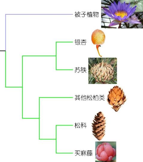 基于分子数据的现生种子植物谱系发育树。　中科院南古所 供图