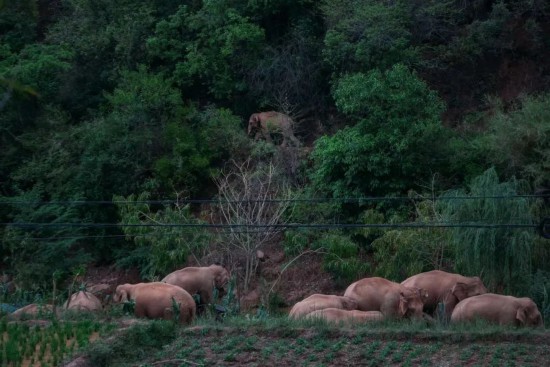 6月8日下午，云南省昆明市晋宁区夕阳乡高粱地村，象群正沿着小石板河沿岸缓慢向西南方向移动。新京报记者 郑新洽 摄