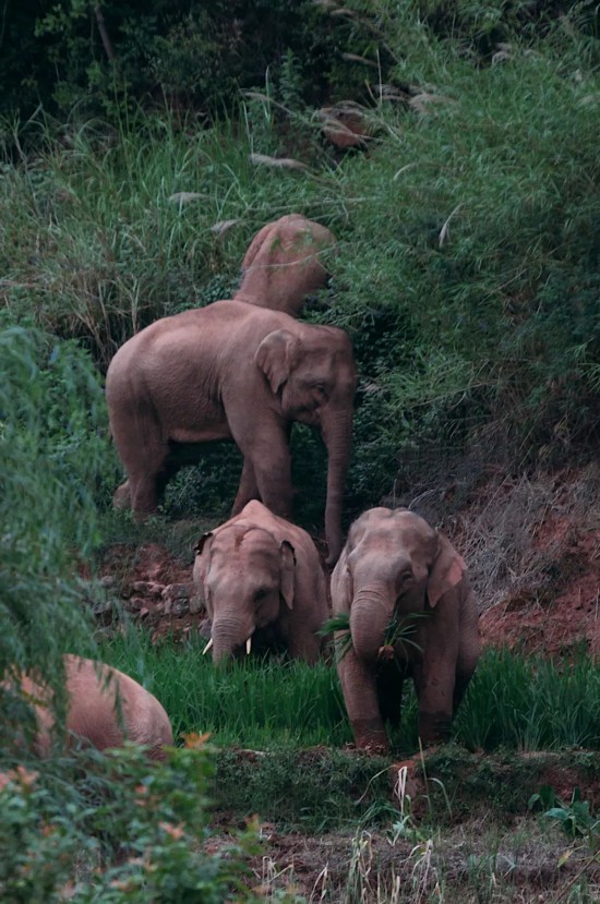 6月8日下午，云南省昆明市晋宁区夕阳乡高粱地村，象群正沿着小石板河沿岸缓慢向西南方向移动。新京报记者 郑新洽 摄