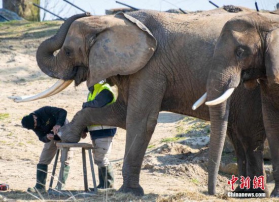 4月8日报道（具体拍摄时间不详），你想知道如何修剪大象的脚趾甲吗？瞧瞧这组图就有答案！两只非洲象Suzy 和Gitana在比利时的天堂动物园接受了专业的&ldquo;足疗&rdquo;服务，它们将脚抬到凳子上，接受工作人员的专业剪脚趾甲服务，这些大象享受足疗的精彩照片是由退休护士Martine Cettour-Baron拍摄的，她也是一名热心的野生动物摄影师。 图片来源：ICphoto