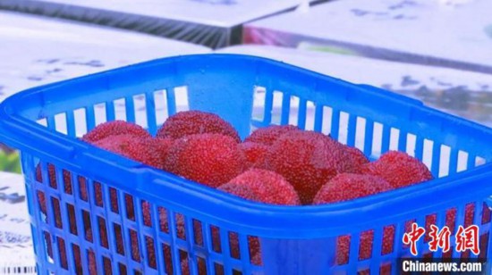 “浙产西进”仙居杨梅打“飞的”来到新疆阿拉尔