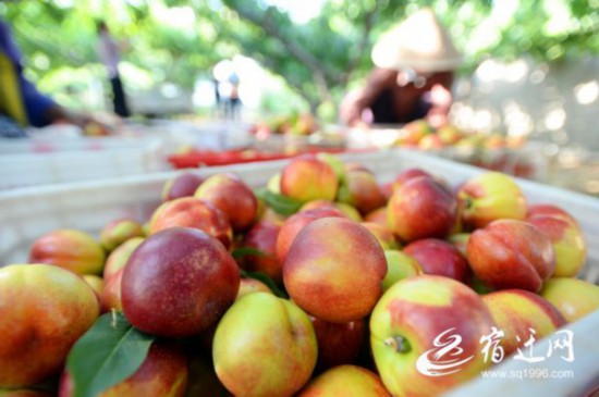 DSC_9112(1493824)-20210619083713