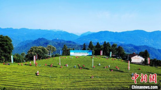 全国200余名中职选手在湖北五峰“赛茶”