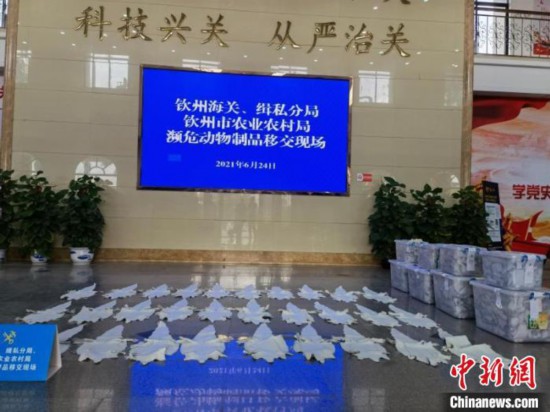 南宁海关移交546张鳄鱼皮
