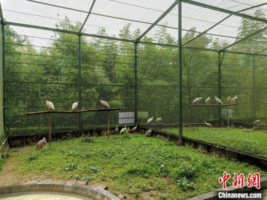 陕西汉中朱鹮保护区近两个月救助野外病伤朱鹮44只