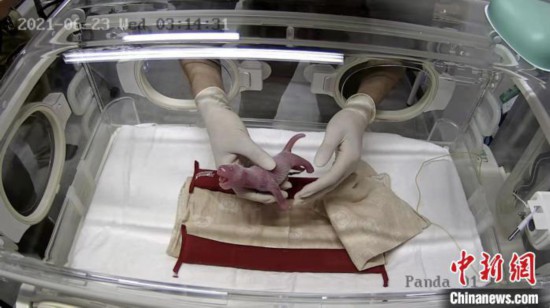 大熊猫&ldquo;仙女&rdquo;的幼仔。日本东京上野动物园供图