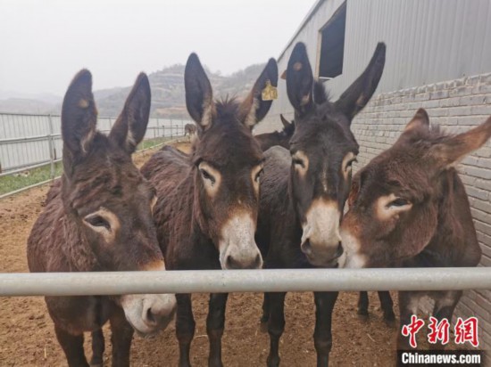 山沟里的返乡&ldquo;驴倌&rdquo;：回馈这片难舍的乡土