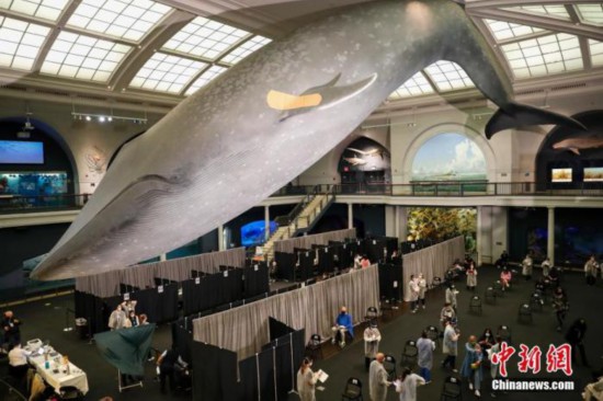 资料图:当地时间4月23日,位于纽约的美国自然历史博物馆开辟米尔斯坦海洋生物大厅为新冠疫苗接种点,为18岁以上的纽约居民接种新冠疫苗。