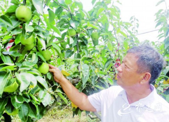 【万家灯访】泗洪果农培育出&ldquo;江苏第一梨&rdquo;(1514828)-20210703090154