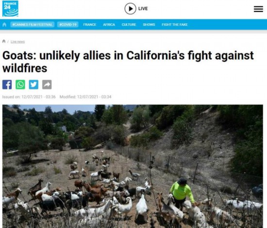 图片来源：法新社报道截图。