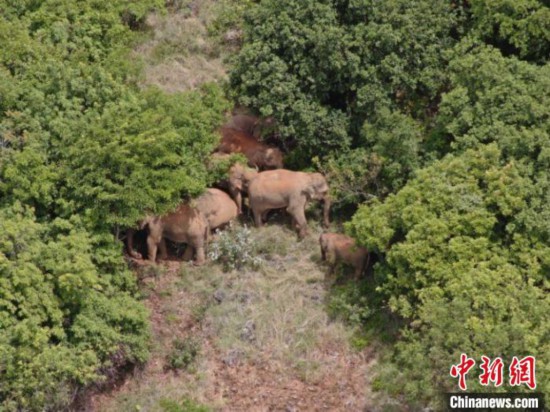 图为监测到的象群。　云南省森林消防总队提供