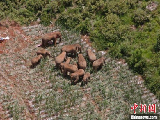 图为监测到的象群。　云南省森林消防总队提供