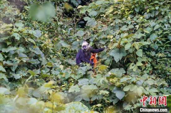 广西立法保护世界濒危物种白头叶猴栖息地