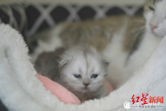 ▲幼崽&ldquo;平安&rdquo;