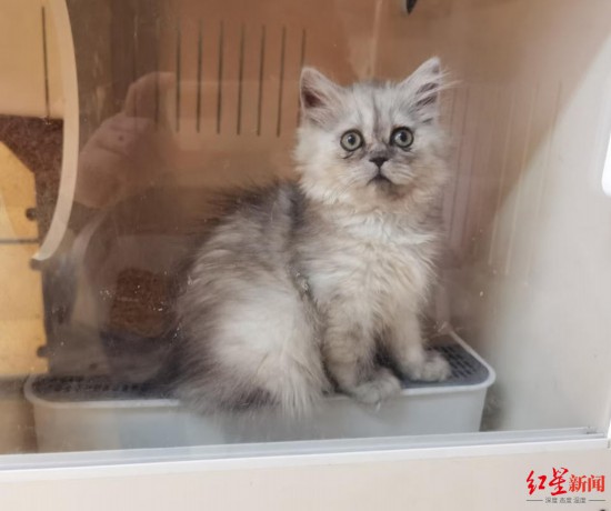 ▲克隆猫&ldquo;平安&rdquo;百天照