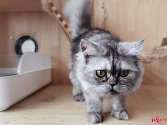 ▲国内高校首只克隆猫&ldquo;平安&rdquo;已经8个月大