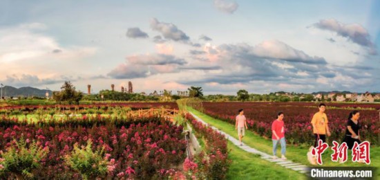 浙江常山“紫薇花瓶”远销迪拜激活乡村共富产业链