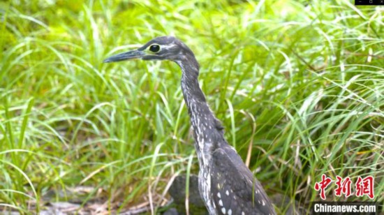 福建清流首次发现海南鳽系世界级最濒危鸟类之一