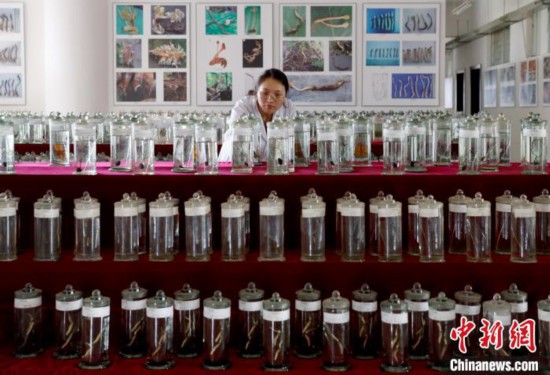 揭秘虫草的&ldquo;物种多样性&rdquo;：有虫有&ldquo;草&rdquo;，却非虫非草