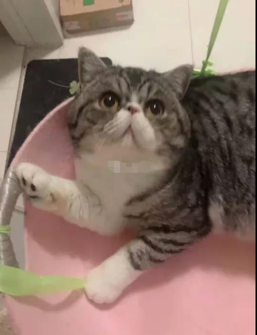 ▲刘女士提供的宠物猫照片。 图/新京报