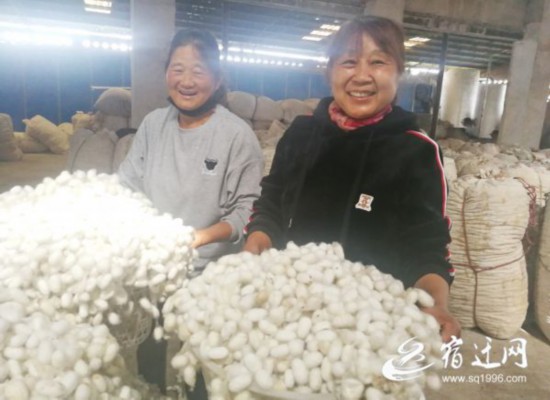 (全媒)【一路追“丰”】蚕茧白花花,富民(1690773)-20211014085733