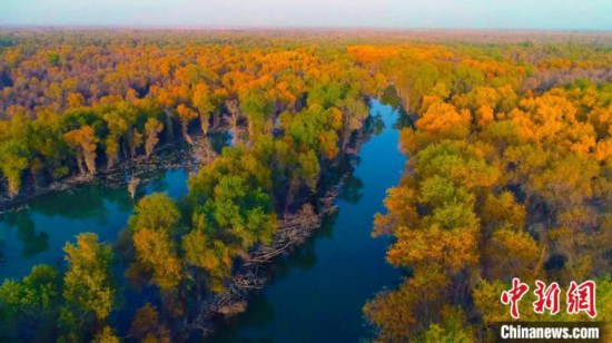 新疆轮台100余平方公里原始胡杨林迎来最佳观赏季（图）