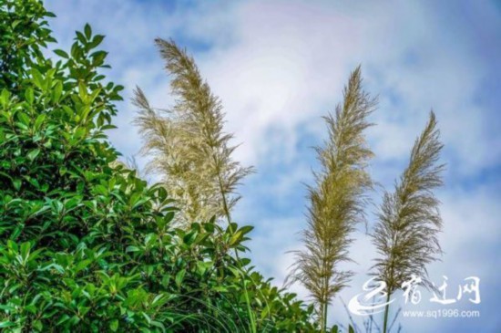 $]O%3V)E[B]{[I3F}0DR41T