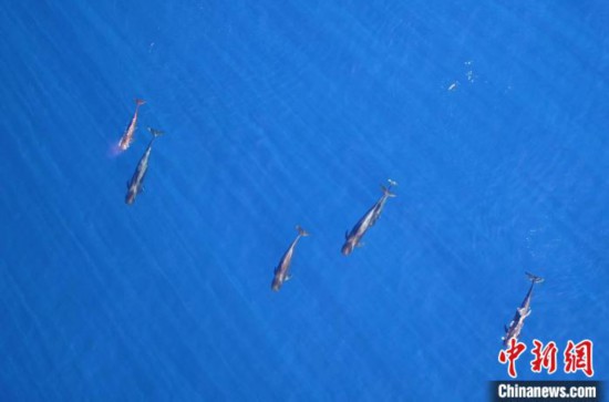 最新生物学研究：观鲸船噪音干扰鲸类休息和育幼