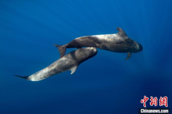 特内里费岛海域一个短肢领航鲸母亲育幼的水下照片(图片来自Francis Perez)。　施普林格&middot;自然 供图