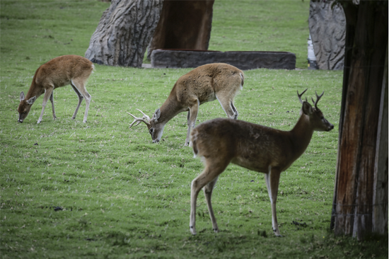 白尾鹿（资料图片）