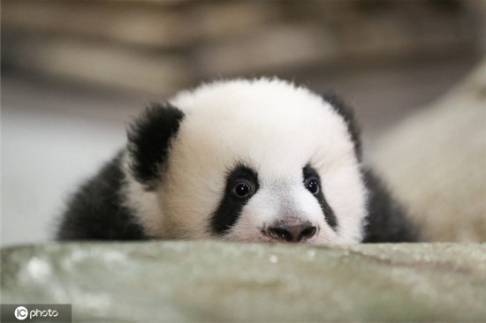 ICPhoto版权作品，请勿转载。