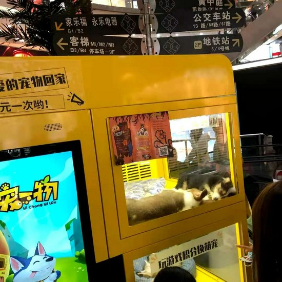 ▲2020年,某地一商场曾把宠物猫、狗放在抽奖机内当奖品。图/社交平台