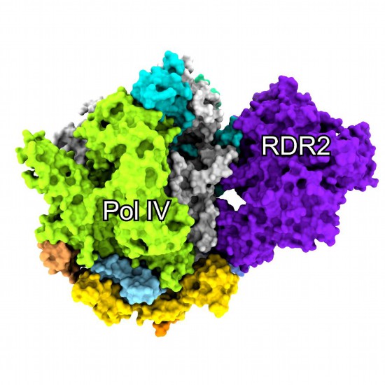 RNA聚合酶|我国科学家成功揭示高等植物第四种RNA聚合酶的奥秘
